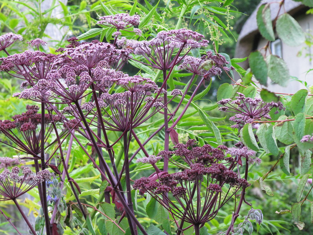 Angelica gigas a photo on Flickriver