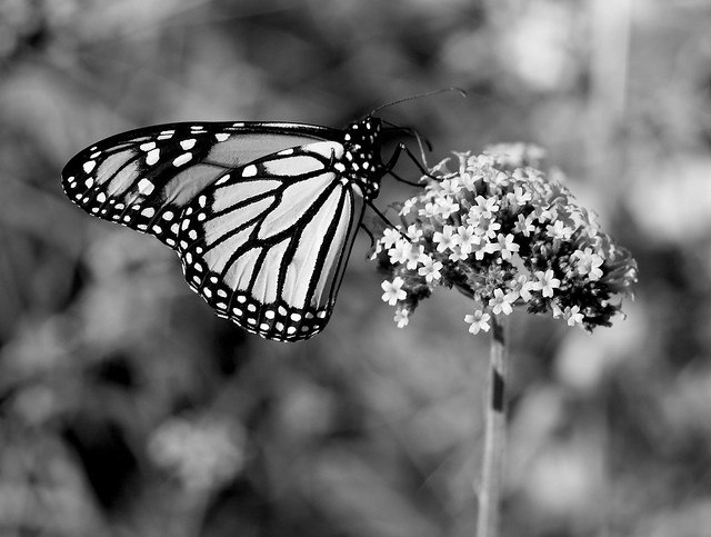 Black And White Butterfly Stock Photos And Images 123RF