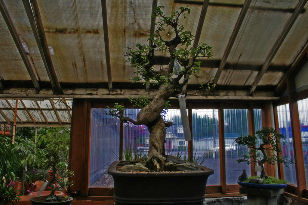 What's the most expensive houseplant you've ever seen