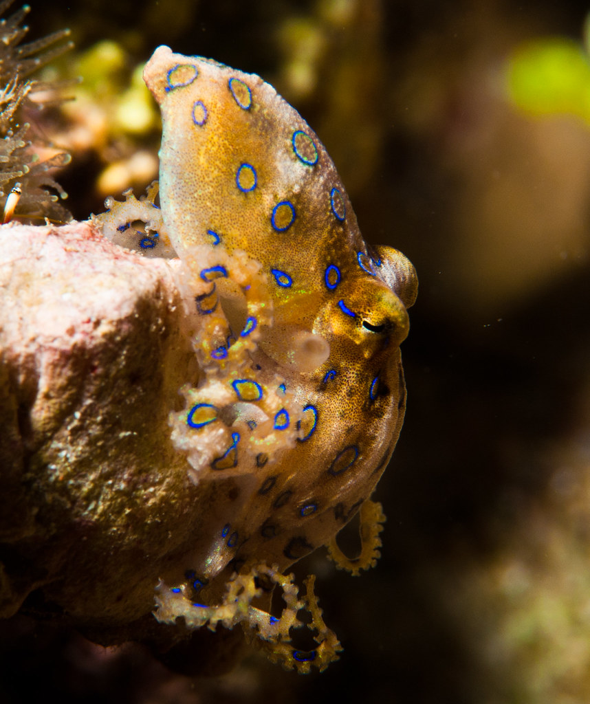 greater blue ringed octopus Tumblr