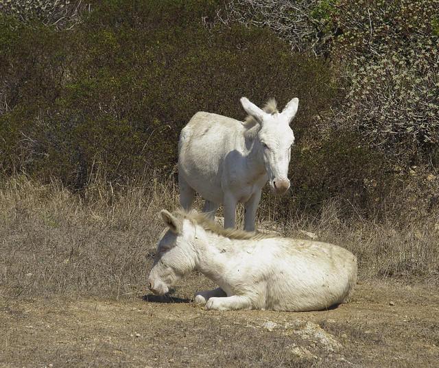 White Donkeys The Asinara donkey The Asinara donkey, in … Flickr