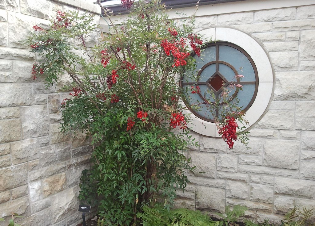 Heavenly Bamboo? Powell Gardens, Kansas City’s botanical garden