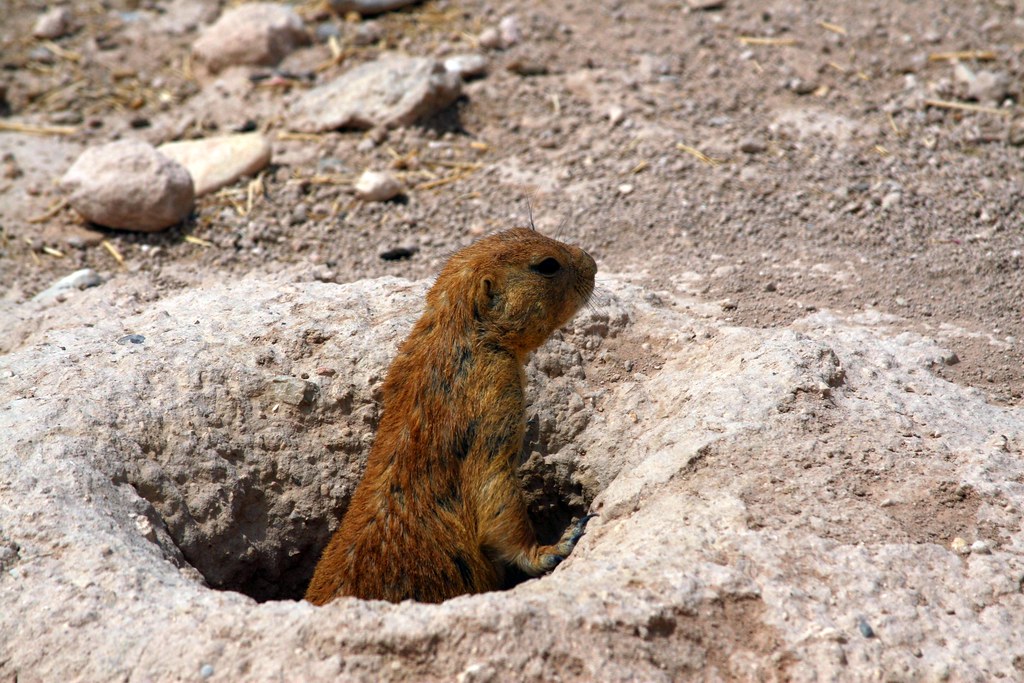 Living Desert Zoo, Carlsbad, NM by stephenjjohnson Visit Carlsbad New