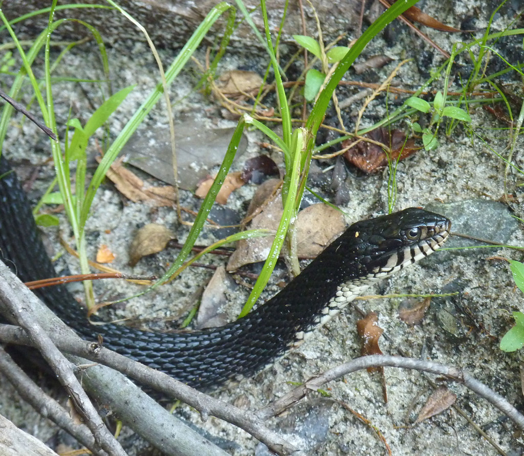 Banded Water Snake, south USA a photo on Flickriver