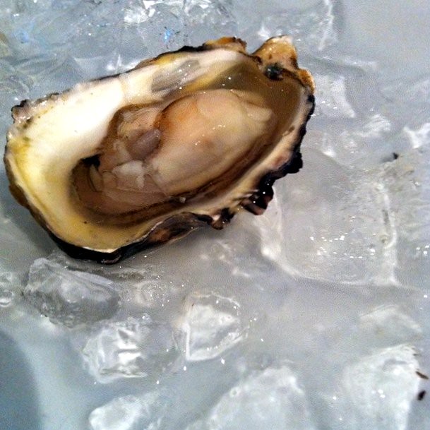 Are Oysters Safe Once Replanted? on emaze