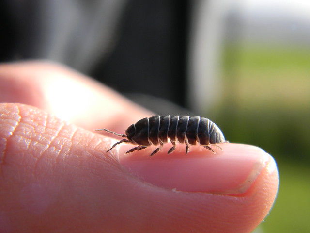 Rollie Pollie/ Pill bug Flickr Photo Sharing!