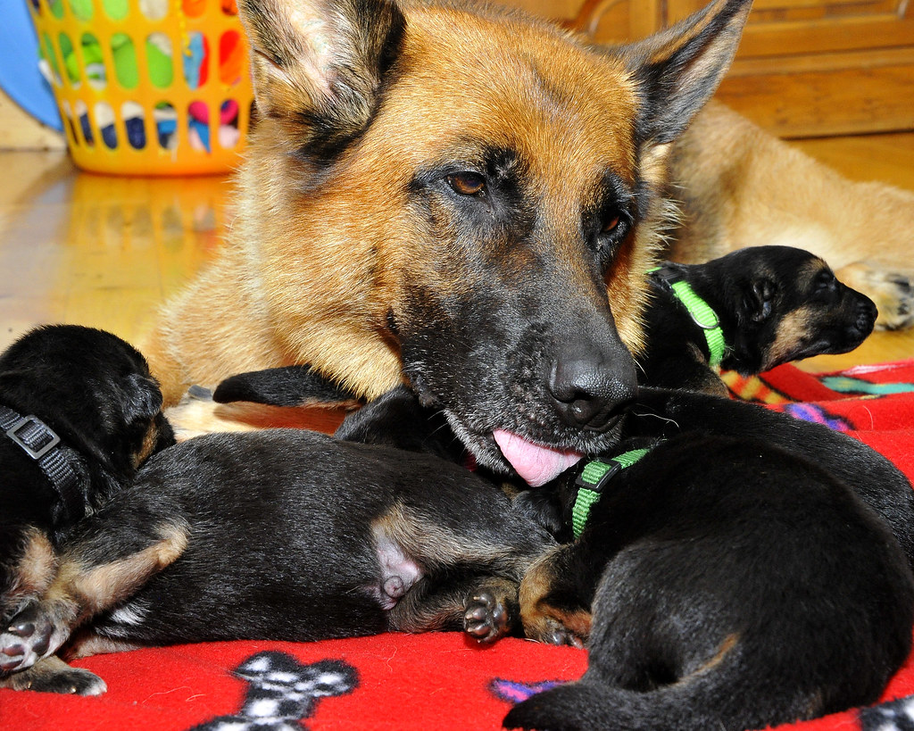 How To Take Care Of Your German Shepherd Puppy! A Home For Pet Owners