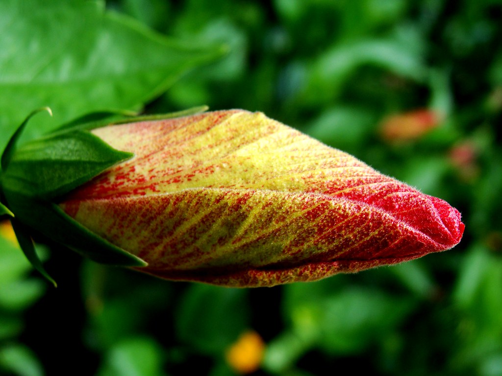 Hibiscus flower bud From the same plant as my previous upl… Flickr