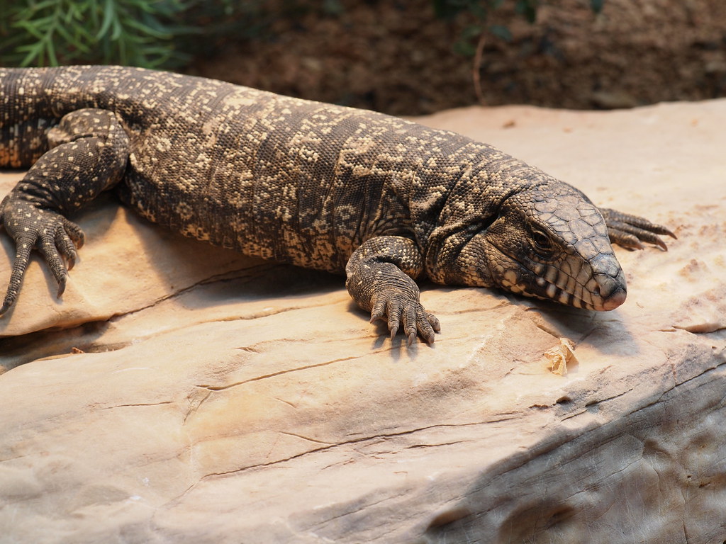 4 Best Pet Lizards ClubFauna