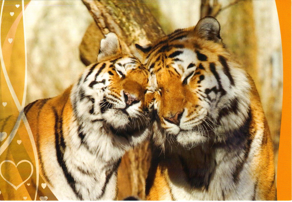 Tiger love postcard a photo on Flickriver