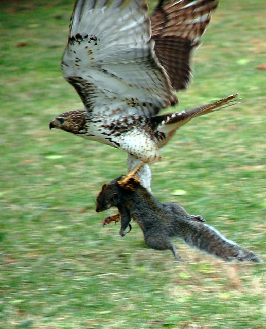 Redtailed Hawk with Prey Flickr Photo Sharing!