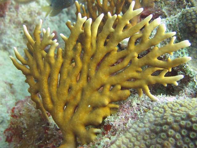 Branching Fire Coral Flickr Photo Sharing!