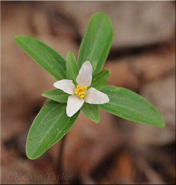 Phylum Anthophyta Learning & Education Portal