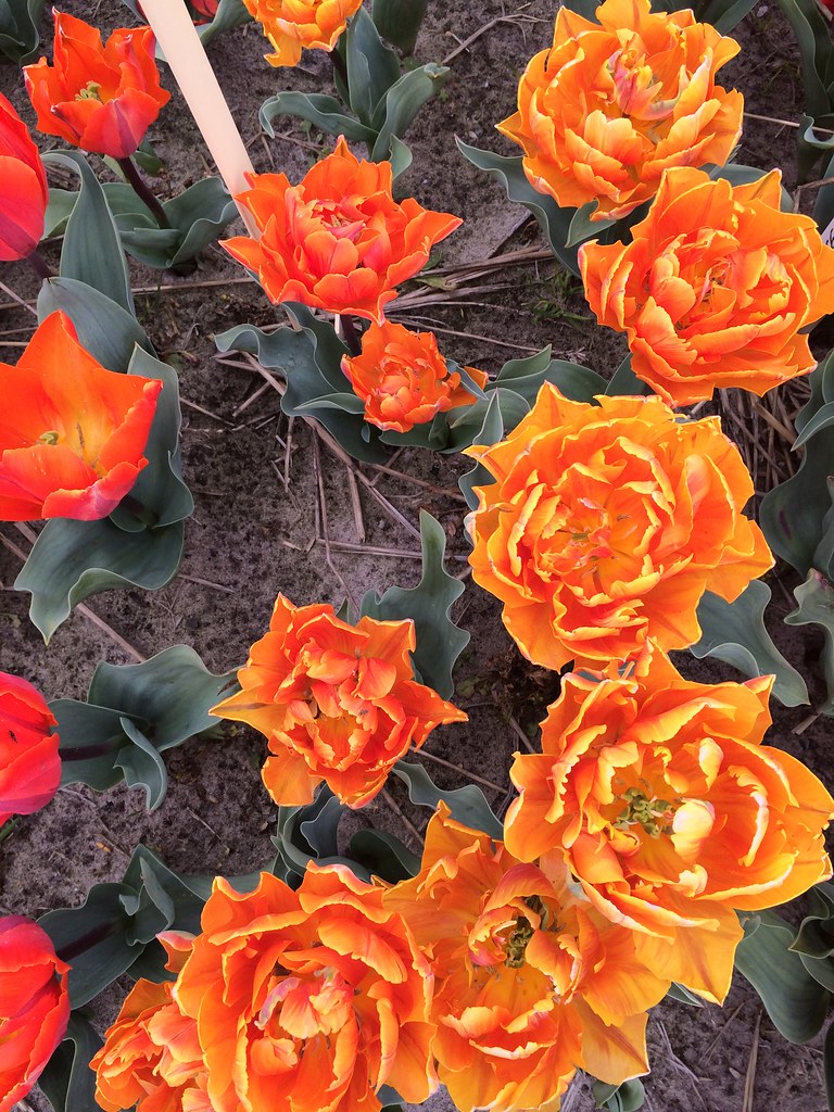 An Exclusive Look at the Rarest Tulip Collection in the World! Check