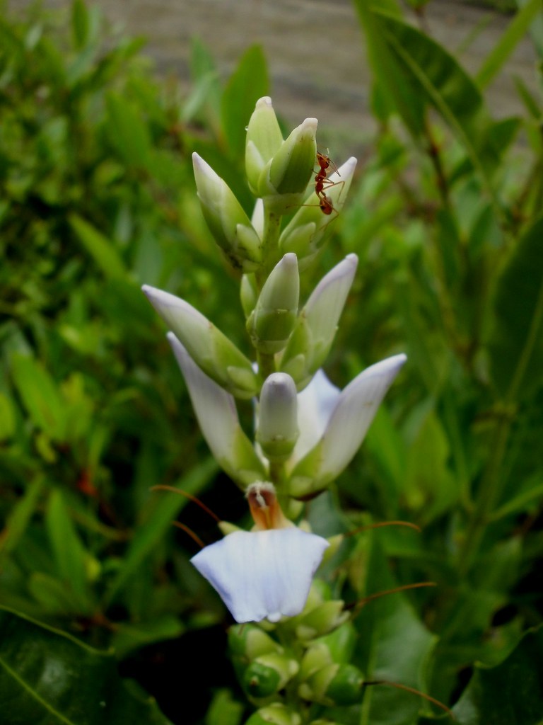 Khasiat Buah Jeruju Pengobatan dan Khasiat Herbal