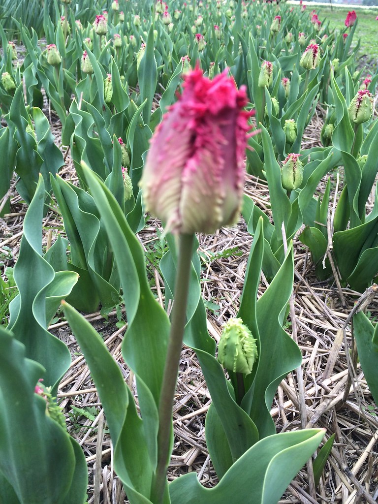 An Exclusive Look at the Rarest Tulip Collection in the World! Check