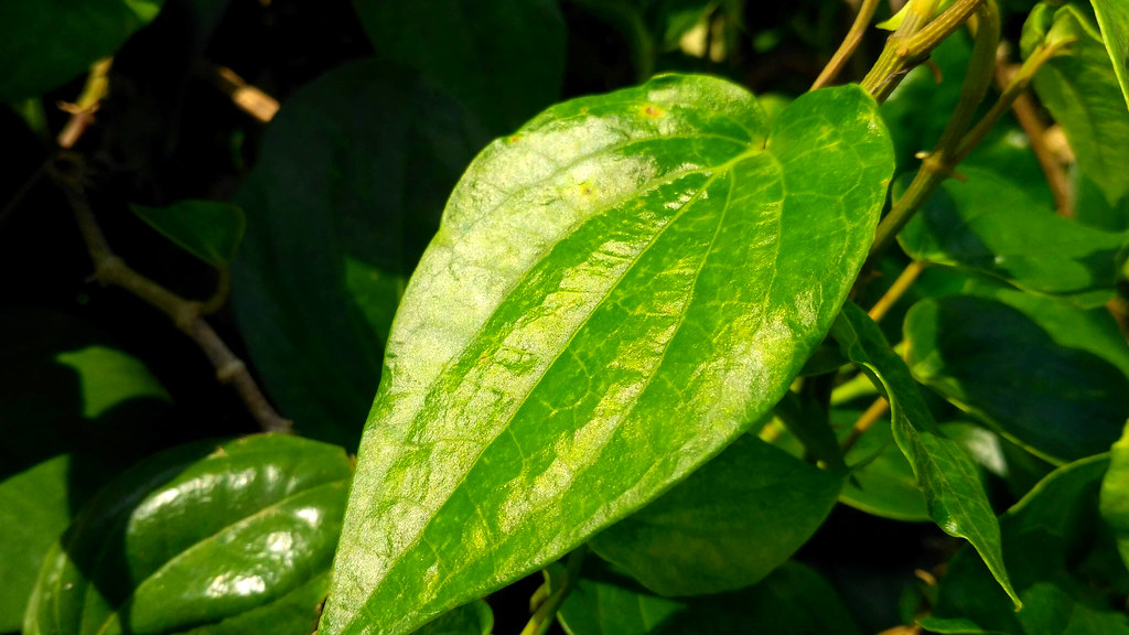 Gambar Tumbuhan Sirih Kuning Gambar Gambar Tumbuhan