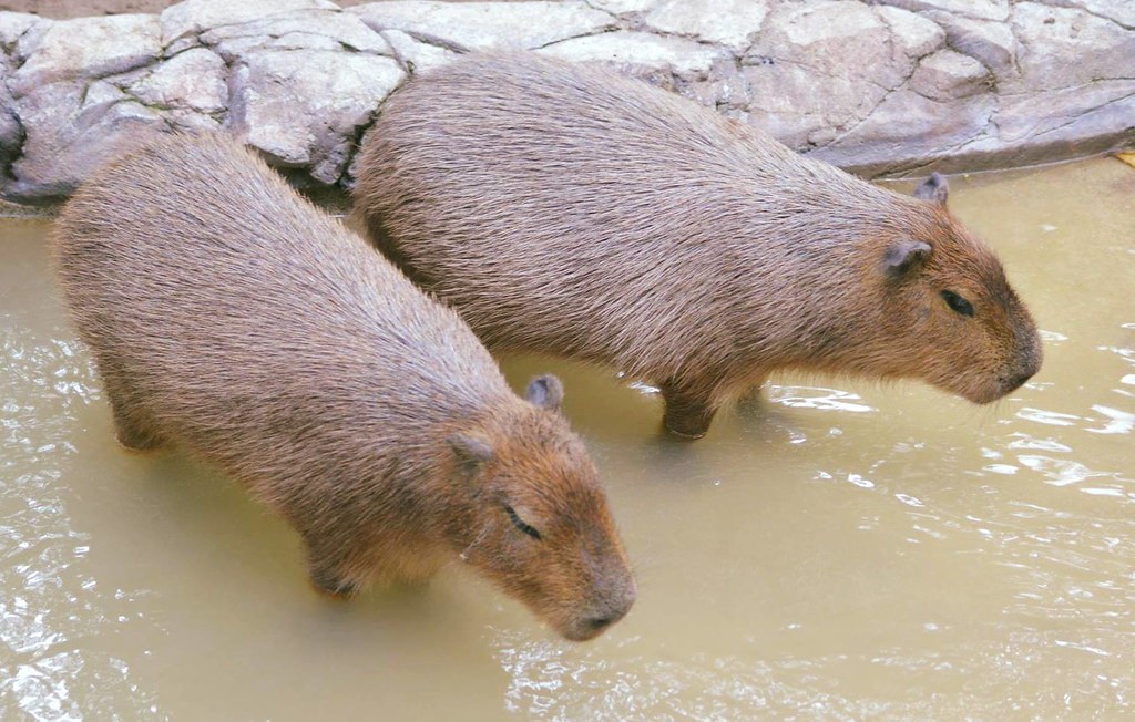 Capybara Best Animal
