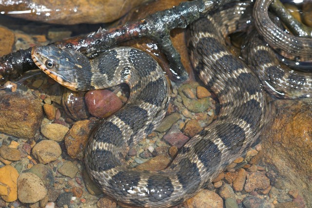 Young Plainbelly Water Snake Flickr Photo Sharing!
