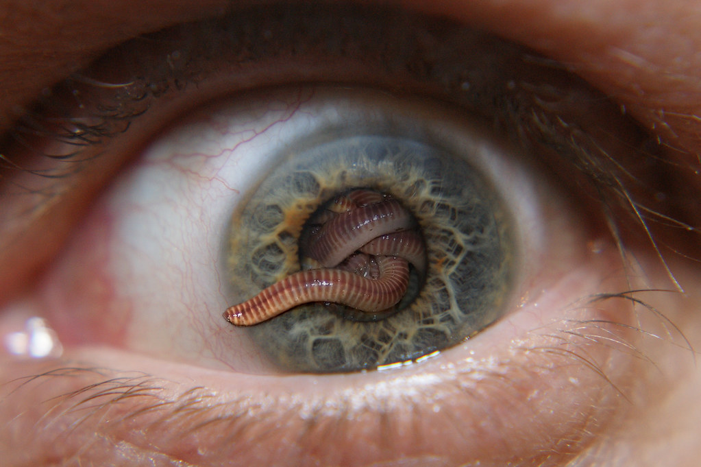 eye worms a photo on Flickriver