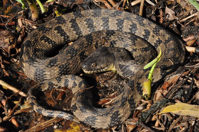 Know your snakes TexAgs