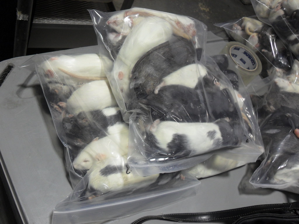 Bag of dead rats anyone ? Flickr Photo Sharing!