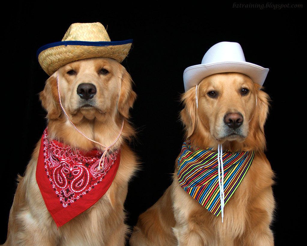 BZ Dogs City Dog Country Dog