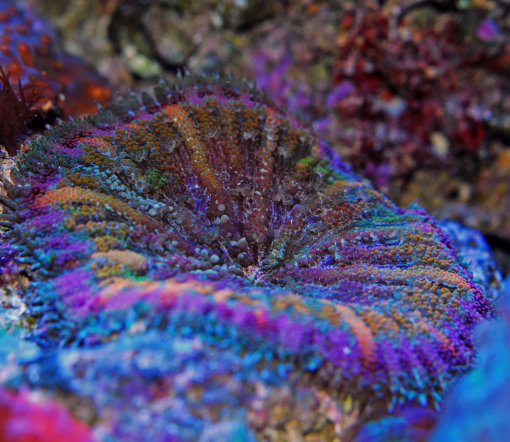 Maxi Mini Carpet Anemone a photo on Flickriver