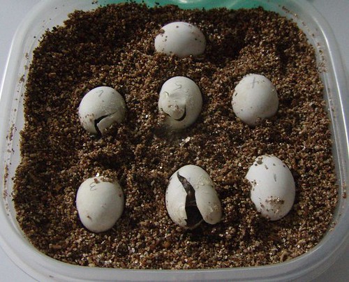 Backyard Science Eastern Box Turtle Eggs and Hatchling Turtles