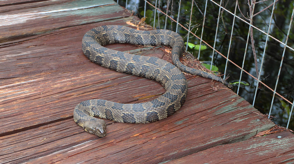 Brown Water Snake, south USA Nerodia taxispilota … Flickr