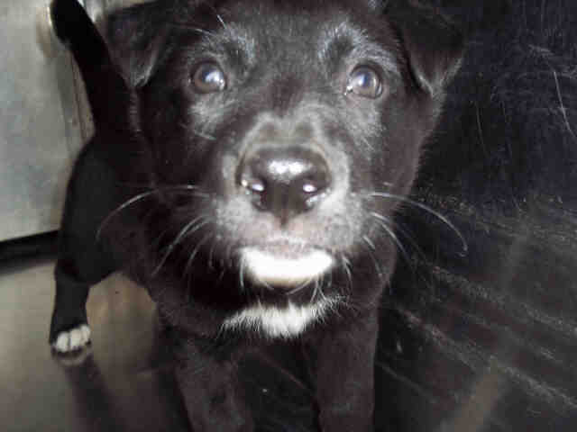 animal control garland tx