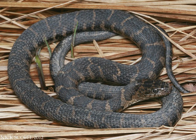 Northern Water Snake Flickr Photo Sharing!