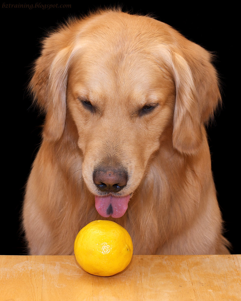BZ Dogs When Life Gives You Lemons