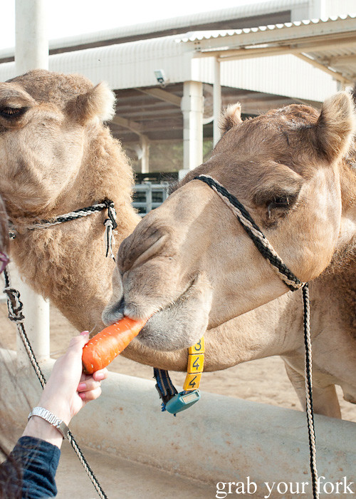 Dubai Burj Khalifa, Burj Al Arab and camel milk chocolate Grab Your
