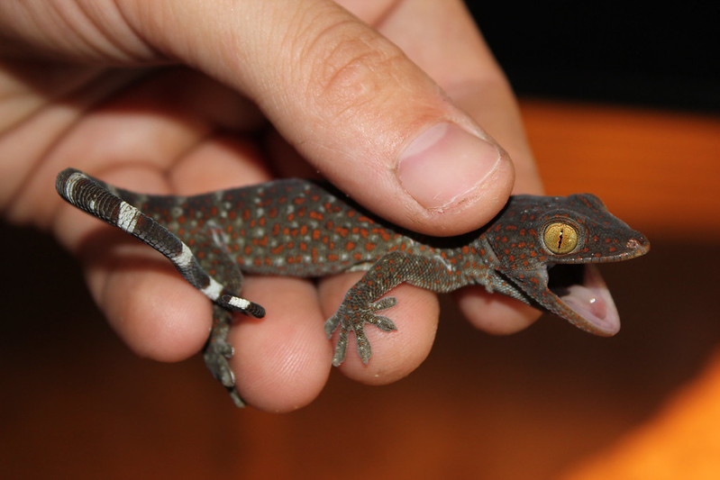 E Midlands CB Tokay Geckos for sale 66 possible het for