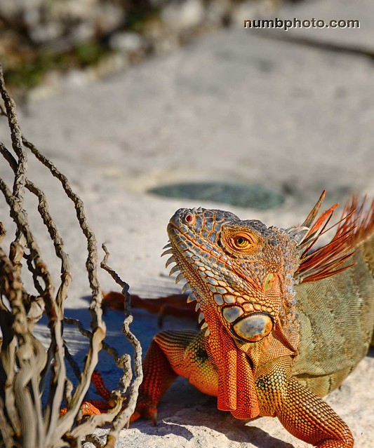 Iguana Florida Keys USA Found lazing around on the