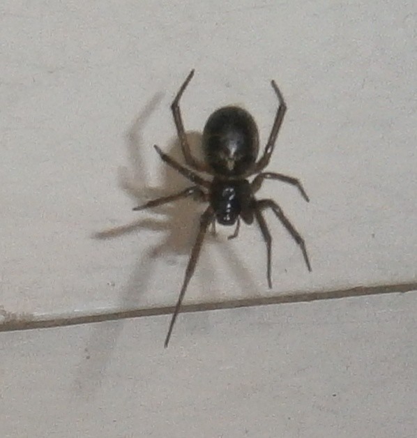 spider in the bathroom Flickr Photo Sharing!