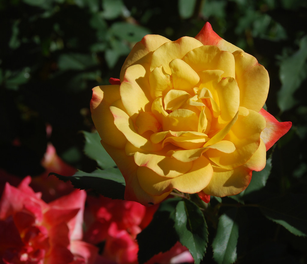 yellow unique rose Peggy COURTNEY Flickr