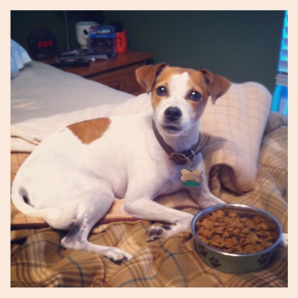 My spoiled dog, eating breakfast in bed yesterday lol Flickr Photo