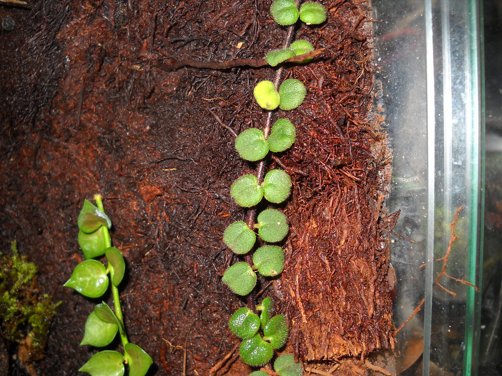 Coco Fiber / Peat / Tree Fern Dendroboard