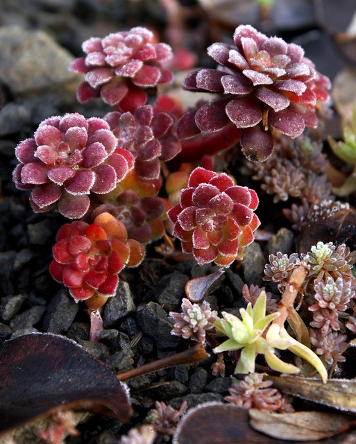 Winter Sedum Flickr Photo Sharing!