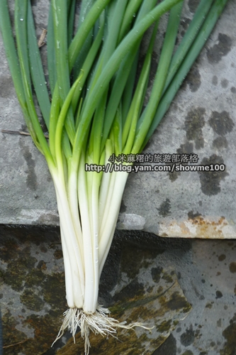 【宜蘭。美食體驗】來當農夫拔蔥洗蔥做蔥油餅好有趣！