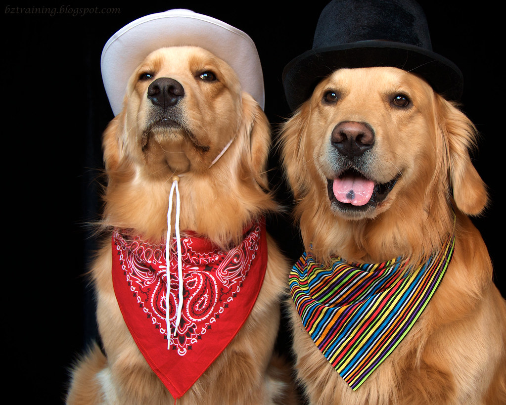 BZ Dogs City Dog Country Dog