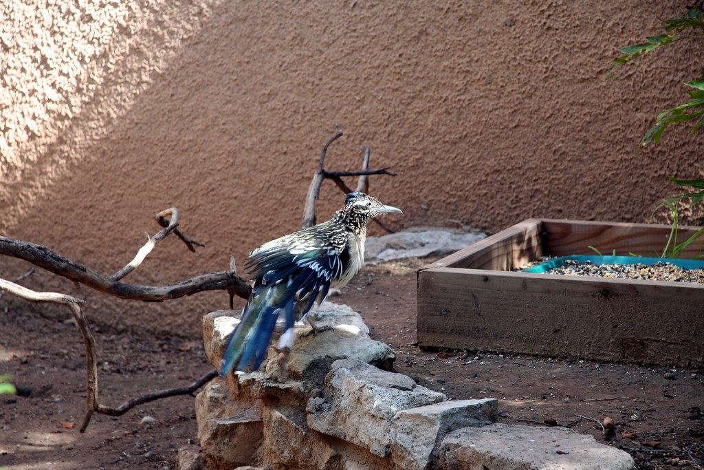 Living Desert Zoo and Gardens State Park Visit Carlsbad New Mexico