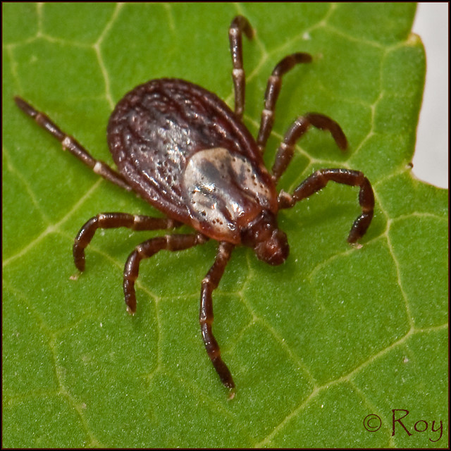 American Dog Tick, female Flickr Photo Sharing!