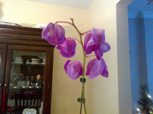 Orchid Flowers Drooping Best Flower Site