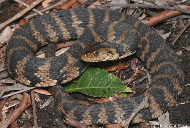 Florida Water Snake Nerodia fasciata pictiventris March, … Flickr