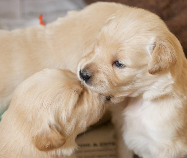 Golden Retriever Puppies Three weeks old By scattered1 Flickr Photo Sharing!