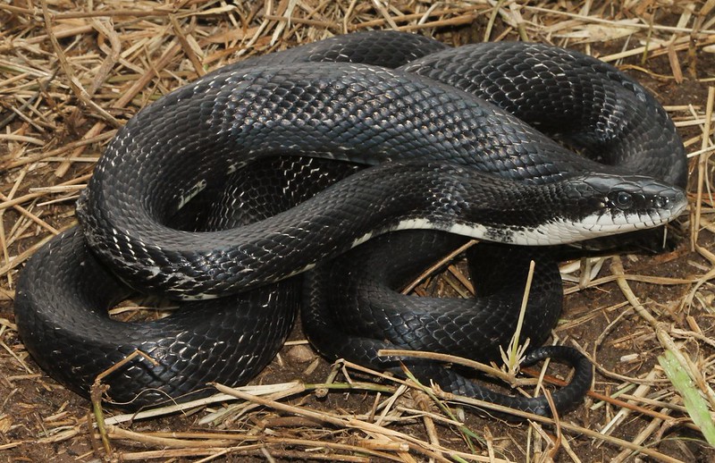 Rockin' it in Field Herp Forum