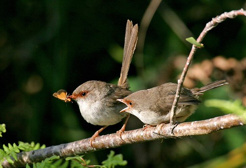 Sing for your supper fairywren chicks must sing vocal password for